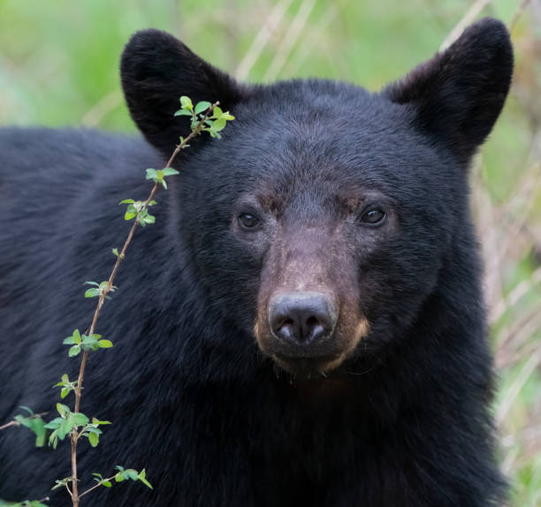 ours noir dans la forêt - black ops photos et images de collection