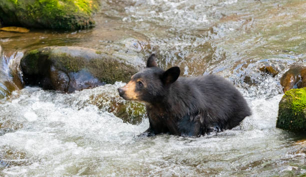 Black Bear Cub Crossing a Mountain Stream