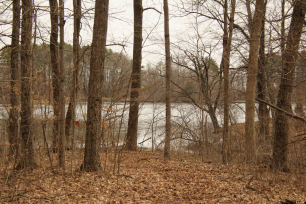 istock Lake Through the Winter Trees 1315853118