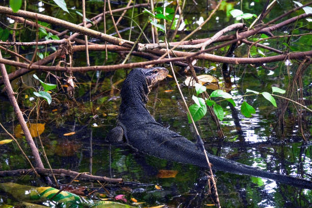 istock Monitor lizard spotted at Sengkang Riverside Park, partially submerged in shallow waters 1315854159