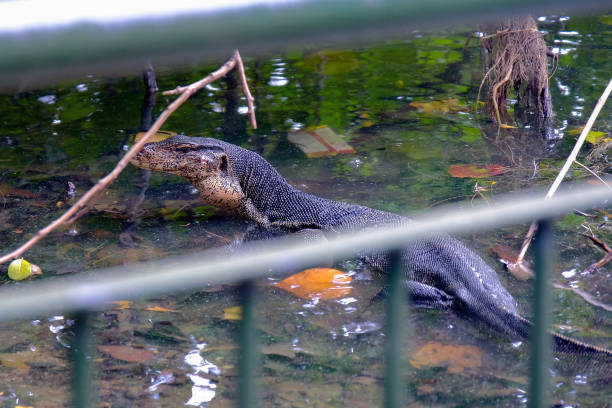 istock Monitor lizard spotted at Sengkang Riverside Park, partially submerged in shallow waters 1315854226
