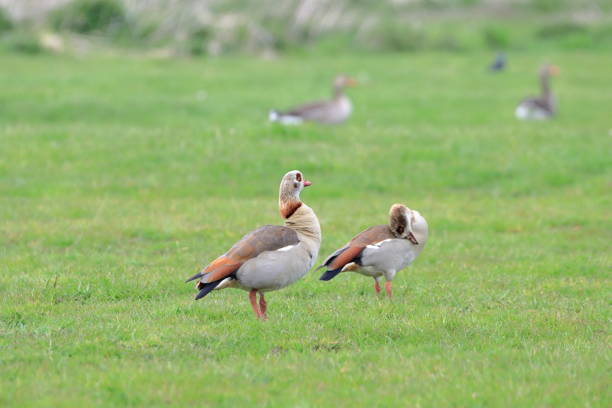 two beautiful Nile geese in the fields