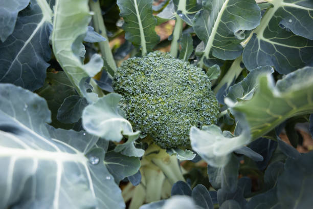 有機土壌のガルドで成長する新鮮な緑のブロッコリーの頭の上にクローズアップ - vegetable garden green ground flower head �ストックフォトと画像