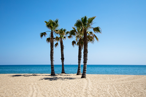 Palm trees on the beach of Calafell on the sunny day, Spain, sea in the background