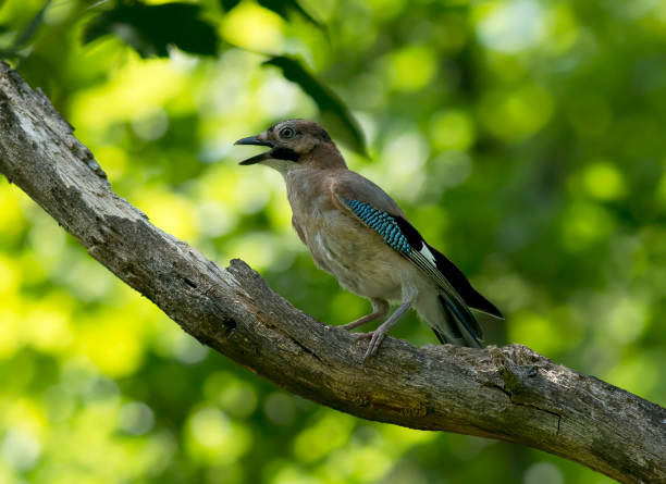 istock Eurasian jay (Garrulus glandarius) sitting on a branch 1315855866