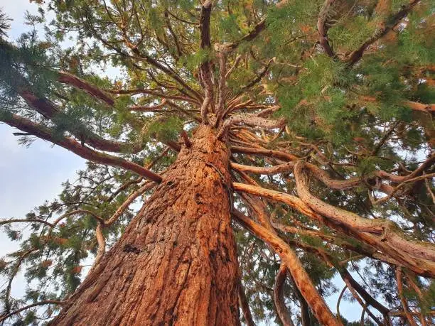 Giant sequoia (Sequoiadendron giganteum) tree trunk seen from below. The image shows the tree trunk and the twigs of a supertall Sequoia.