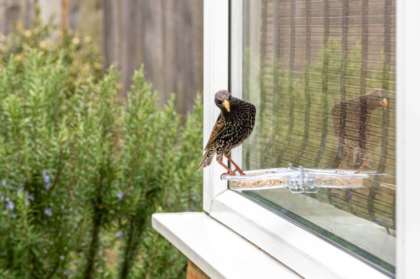 istock Starling, sturnus vulgaris, perched on window suet bird feeder with reflection 1315857600