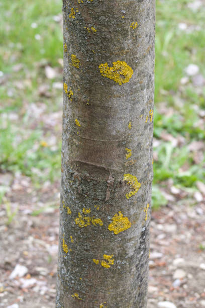 istock soft focus on yellow lichens on a tree trunk 1315858966