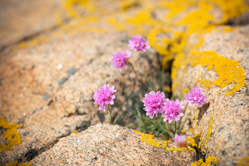 Sea Thrift and yellow lichen on the rocks. Typical coastline flora in Bohuslan, Sweden.