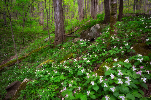 Trillium flowers (Trillium grandiflorum) in Great Smoky Mountains National Park, Tennessee