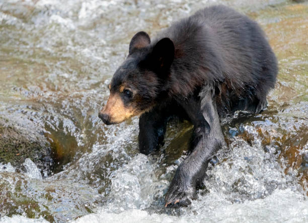 istock Black Bear Cub Crossing a Mountain Stream 1315859697