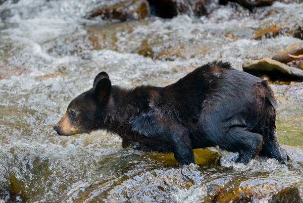 ourson noir traversant un ruisseau de montagne - black ops photos et images de collection