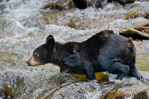 American black bear (Ursus americanus) cub. Great Smoky Mountains National Park, Tennessee