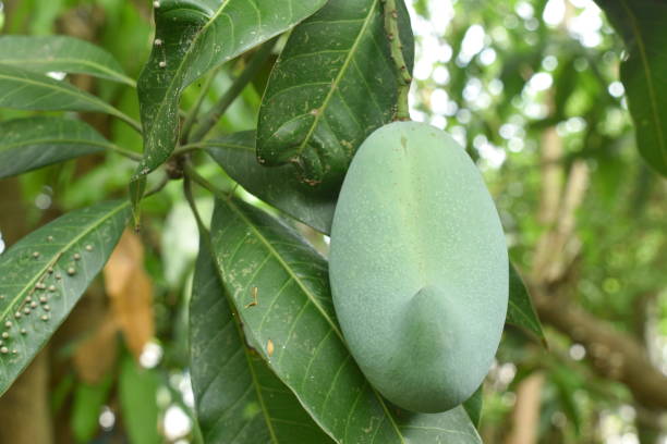 istock ripe mango tropical fruit hanging from branch on tree 1315862151