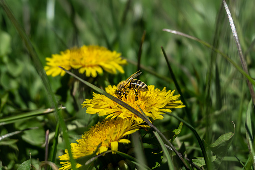 small bee on a dandelion to pollinate and collect pollen
