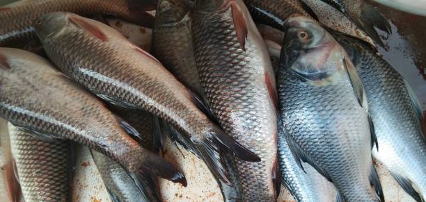 istock Fish in market selling 1315862602
