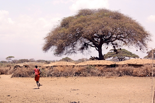 Huge  withered acacia tree and traditional clay houses in Maasai village. Sand, dirt and dried out tree in Kenya, Africa.
