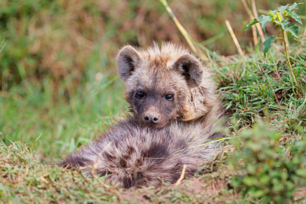 istock Hyena pup in the Masai Mara 1315863353