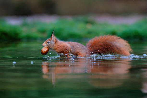 istock Eurasian red squirrel in the forest 1315863383