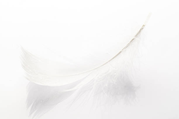 istock Feather design. Multicoloured pastel angel feather closeup texture on white background in macro photography, soft focus. Abstract. Coral pink color trends and vintage. 1315863720