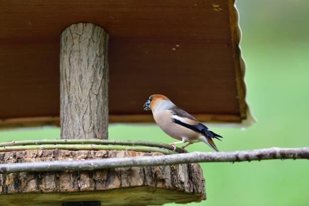 istock Hawfinch sitting on the rack with sunflower in its beak 1315864040
