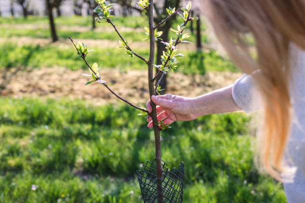 Farm worker control growing of fruit tree in orchard at spring Female farmer control plum tree sapling in fruit orchard at springtime. Agricultural activity in organic farm plum tree stock pictures, royalty-free photos & images