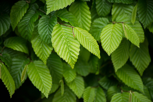 closeup of hornbeam leaves in hedge at spring