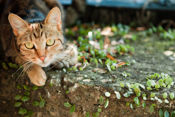 istock Cat lying on the stone steps and staring at the camera 1315865363