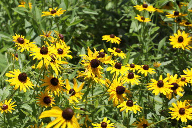 istock Rudbeckia hirta or black-eyed Susan 1315866405