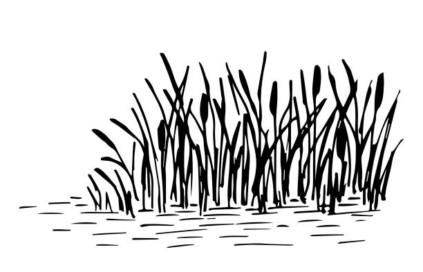 Simple hand-drawn vector drawing in black outline. Lake shore, reeds, calm water, river plants, swamp. Nature, wild landscape, duck hunting, fishing. Simple hand-drawn vector drawing in black outline. Lake shore, reeds, calm water, river plants, swamp. Nature, wild landscape, duck hunting, fishing. marsh illustrations stock illustrations