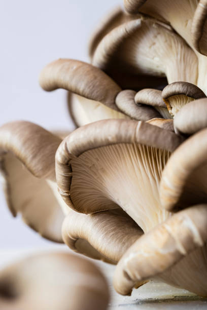 istock Macro Shot of Blue Oyster Mushrooms 1315868771