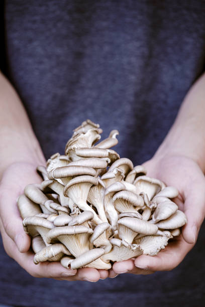istock Hands Holding Blue Oyster Mushrooms 1315868833