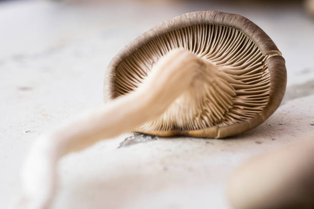 A macro shot of fresh Blue Oyster Mushrooms.