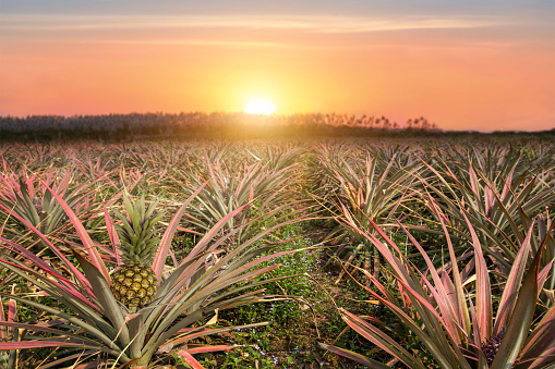 Agricultural occupation pineapple fruit on tree in plantation at Thailand. Tropical pineapple fruit with beautiful light.