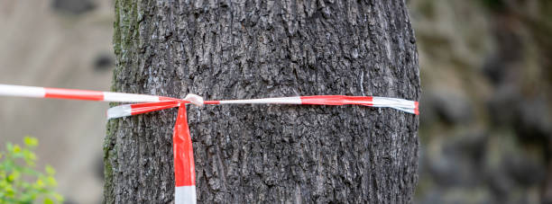 istock white and red plastic tape around a big tree 1315873411