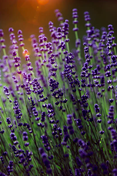 istock Lavender flowers in the back light 1315873987