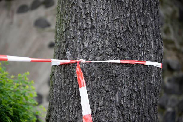 istock white and red plastic tape around a big tree 1315874036