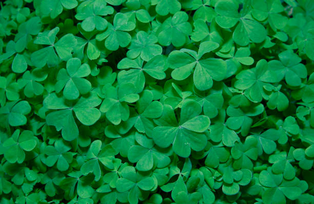 istock Green clover leaves in a forest 1315874051