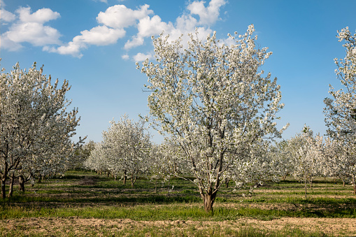 The thriving apple trees are in an orchard in North China
