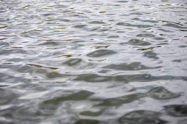 istock water surface with small waves as background, reflection of light in the waves 1315874159