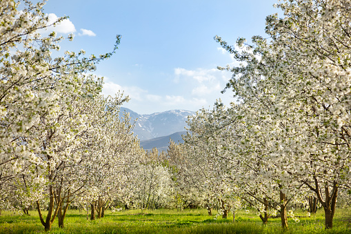 Cherry Flowers. Stock Agriculture Image.