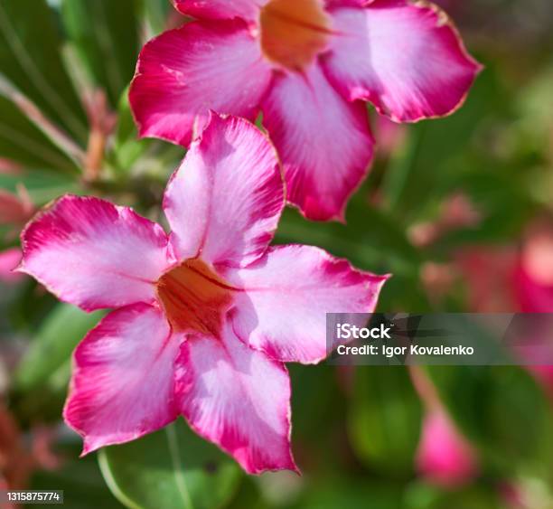 Adenium Obesum Flower Grows In The Garden Stock Photo - Download Image Now - Adenium Obesum, Agriculture, Backgrounds