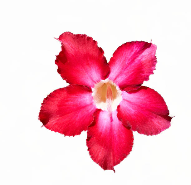 istock Adenium obesum flower growing on a white background 1315875790