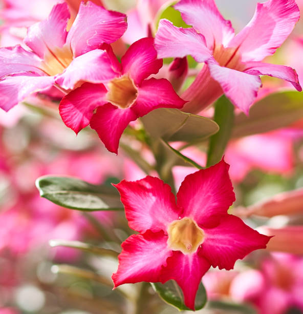 아데늄 오베섬 꽃이 정원에서 자랍니다. - 아데니움 뉴스 사진 이미지