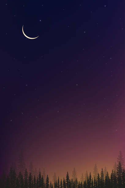 ilustrações de stock, clip art, desenhos animados e ícones de vertical mountain landscape with silhouettes of misty pine trees in forest with crescent moon, peaceful panoramic natural in minimalist style, natural background for mobile screen concept - pine sunset night sunlight