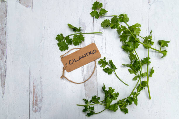 istock Cilantro Bunch With Handwritten Tag 1315878369