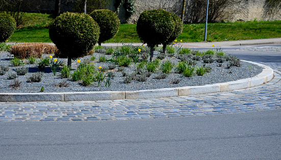 roundabout of paving gray granite cubes, transport hub, with flowers and grasses in the middle of the circle. conifers shaped into the shape of green balls and daffodils blue flowering, gravel mulch, narcissus pseudonarcissus, pinus mugo, thuja coccidentalis globosa