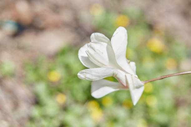 Magnolia tree flower close up. Spring time. Season background with copy space. Botanical garden in april. High quality photo