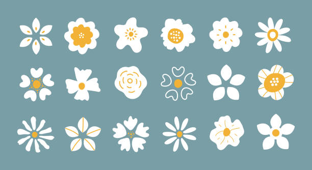Vector set of simple hand drawn white flower petals isolated on blue background Vector set of simple hand drawn white flower petals isolated on blue background. Elegance round flower head plant collection. Trendy design for logo, print, poster, social media northern europe stock illustrations