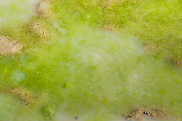 Mud ponds with waste water are covered with moss and methane gas bubbles spread across the water surface.